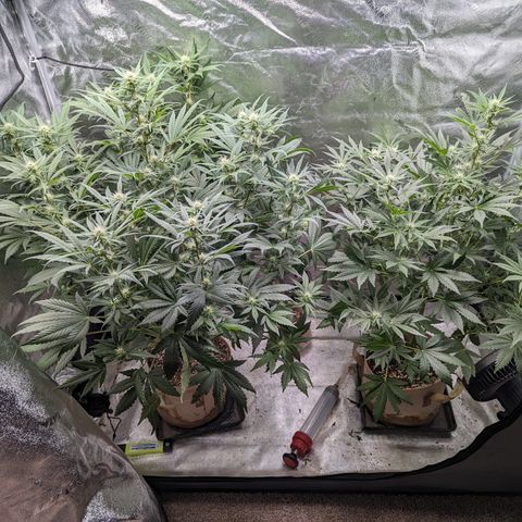 Samsquanch OG growlog timeline photo