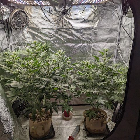 Samsquanch OG growlog timeline photo