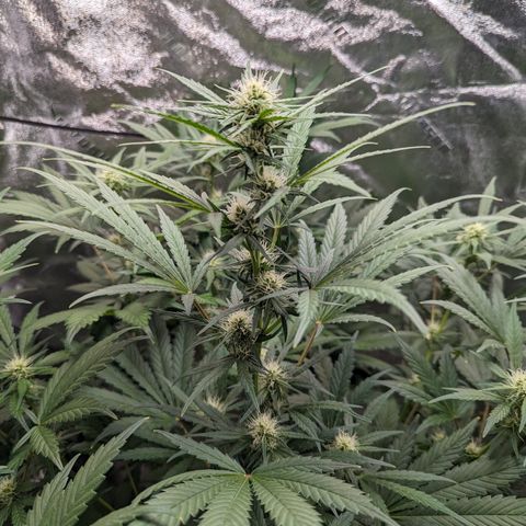 Samsquanch OG growlog timeline photo