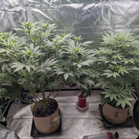 Samsquanch OG growlog timeline photo