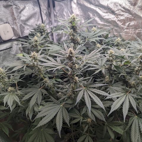 Samsquanch OG growlog timeline photo