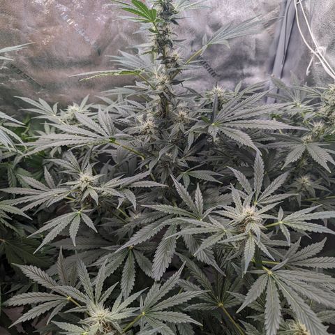 Samsquanch OG growlog timeline photo