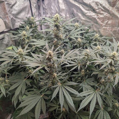 Samsquanch OG growlog timeline photo