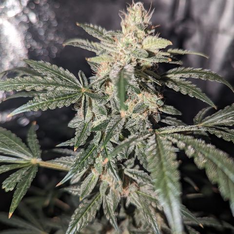 Samsquanch OG growlog timeline photo