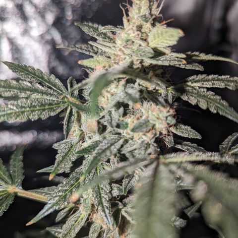 Samsquanch OG growlog timeline photo