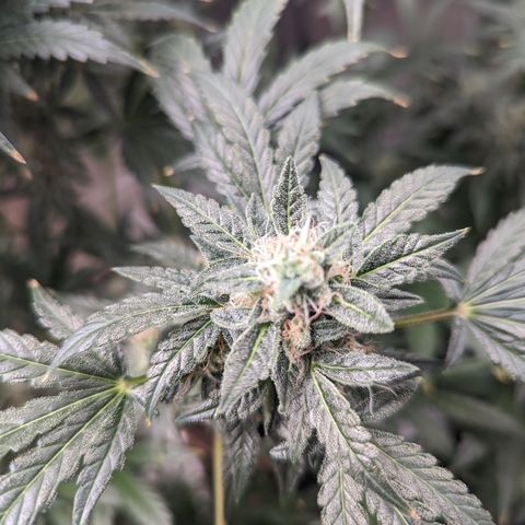 Samsquanch OG growlog timeline photo