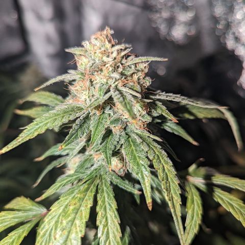 Samsquanch OG growlog timeline photo
