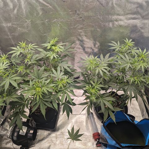 Afghan Kush Auto growlog timeline photo