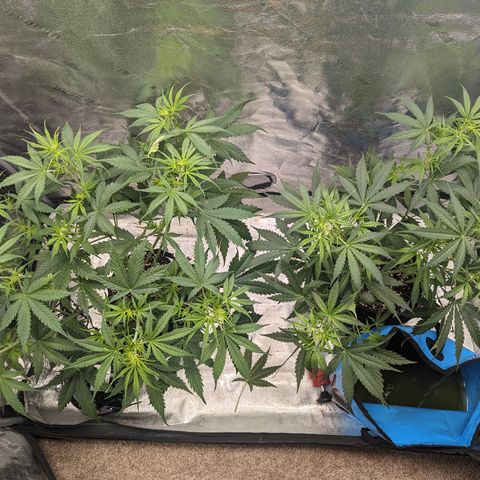 Afghan Kush Auto growlog timeline photo