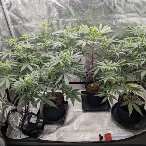 Afghan Kush Auto growlog timeline photo