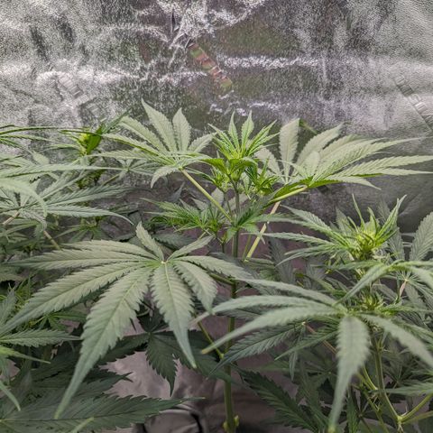 Afghan Kush Auto growlog timeline photo