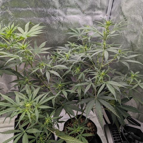 Afghan Kush Auto growlog timeline photo