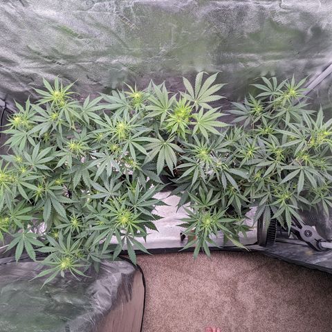 Afghan Kush Auto growlog timeline photo