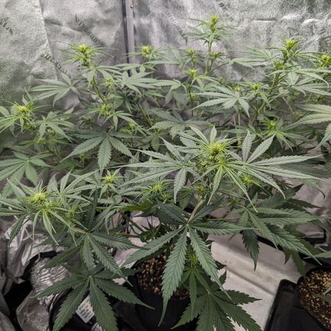 Afghan Kush Auto growlog timeline photo