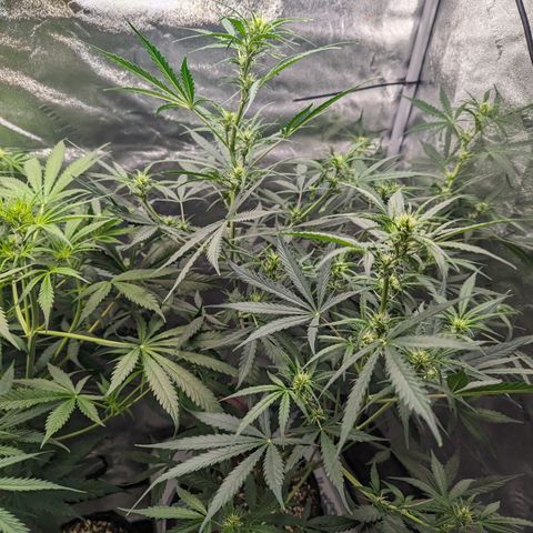 Afghan Kush Auto growlog timeline photo