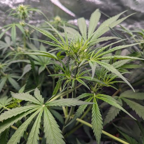 Afghan Kush Auto growlog timeline photo