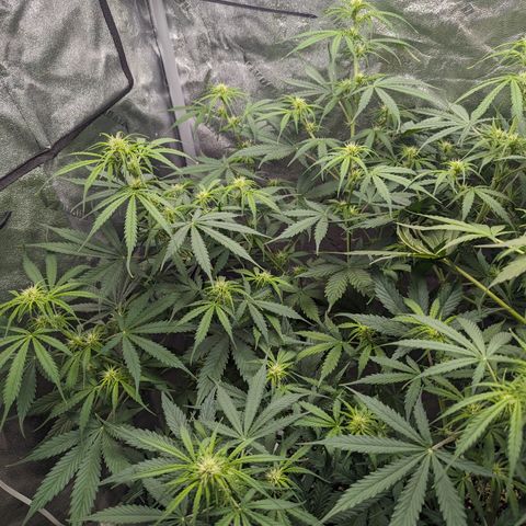 Afghan Kush Auto growlog timeline photo