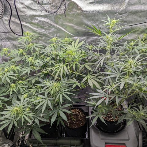 Afghan Kush Auto growlog timeline photo