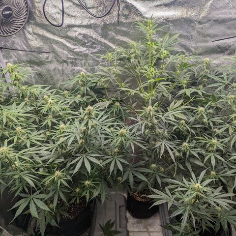 Afghan Kush Auto growlog timeline photo