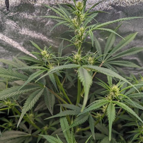 Afghan Kush Auto growlog timeline photo