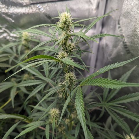 Afghan Kush Auto growlog timeline photo