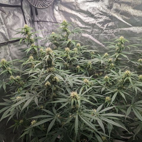 Afghan Kush Auto growlog timeline photo