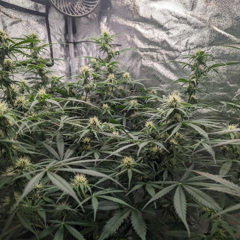 Afghan Kush Auto growlog timeline photo