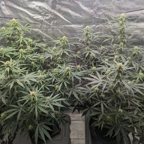Afghan Kush Auto growlog timeline photo