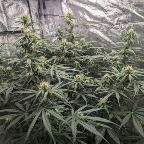 Afghan Kush Auto growlog timeline photo