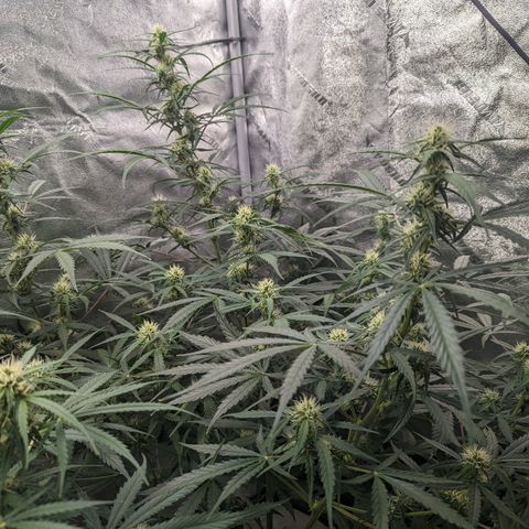 Afghan Kush Auto growlog timeline photo