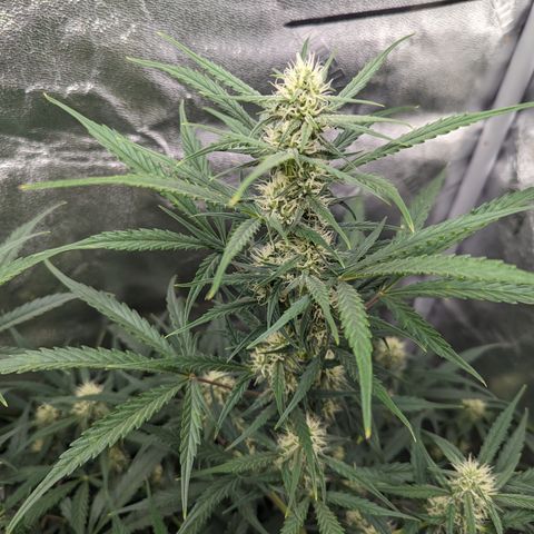 Afghan Kush Auto growlog timeline photo