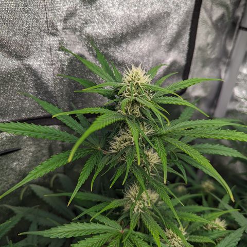 Afghan Kush Auto growlog timeline photo