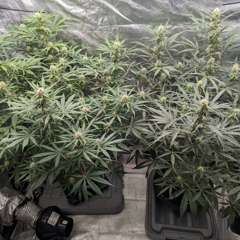 Afghan Kush Auto growlog timeline photo