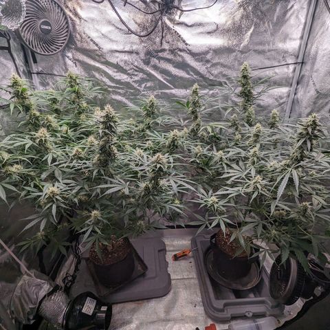 Afghan Kush Auto growlog timeline photo