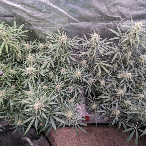 Afghan Kush Auto growlog timeline photo