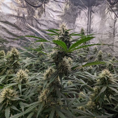 Afghan Kush Auto growlog timeline photo