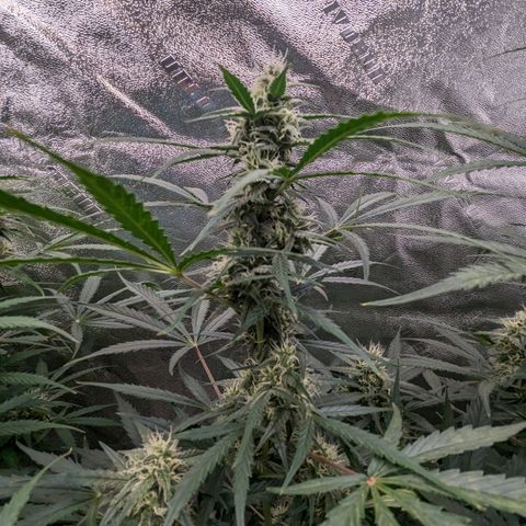 Afghan Kush Auto growlog timeline photo