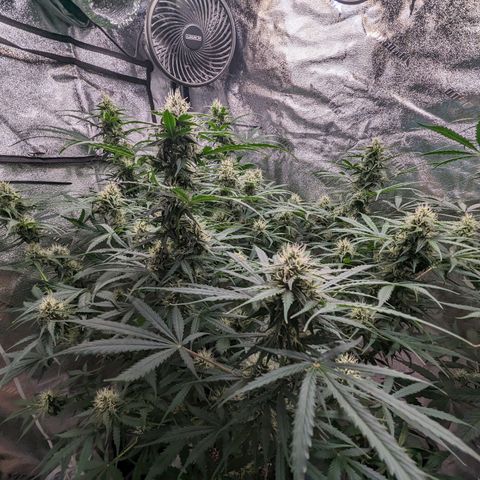 Afghan Kush Auto growlog timeline photo