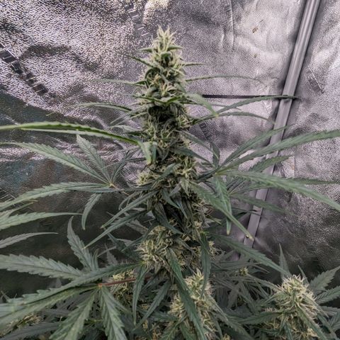 Afghan Kush Auto growlog timeline photo