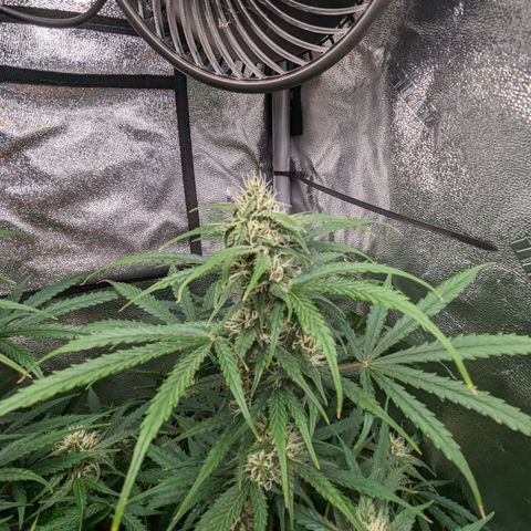 Afghan Kush Auto growlog timeline photo