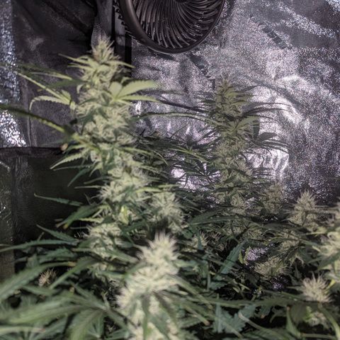 Afghan Kush Auto growlog timeline photo
