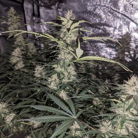 Afghan Kush Auto growlog timeline photo