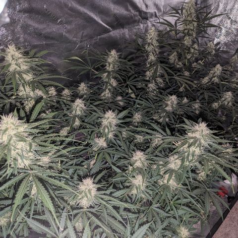 Afghan Kush Auto growlog timeline photo