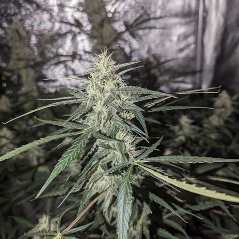 Afghan Kush Auto growlog timeline photo
