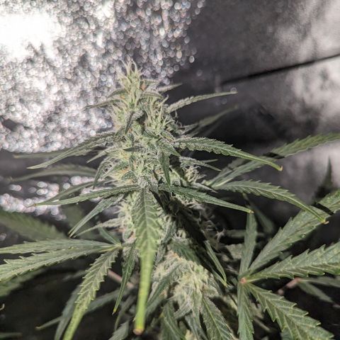 Afghan Kush Auto growlog timeline photo