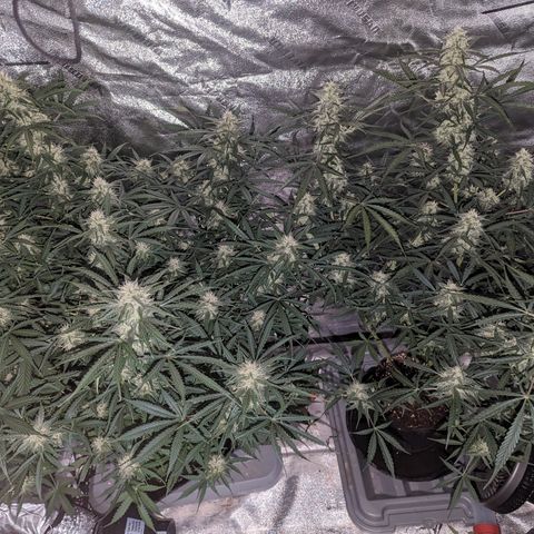 Afghan Kush Auto growlog timeline photo