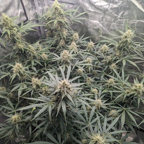 Afghan Kush Auto growlog timeline photo