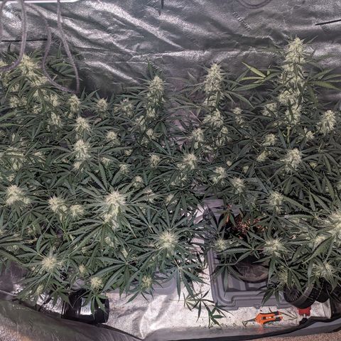 Afghan Kush Auto growlog timeline photo