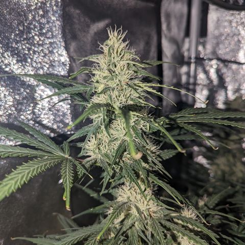 Afghan Kush Auto growlog timeline photo