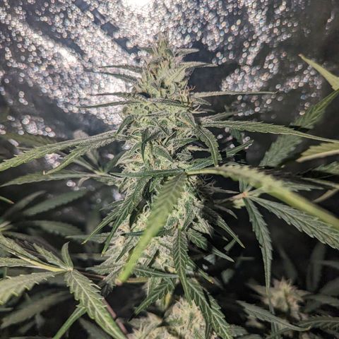 Afghan Kush Auto growlog timeline photo